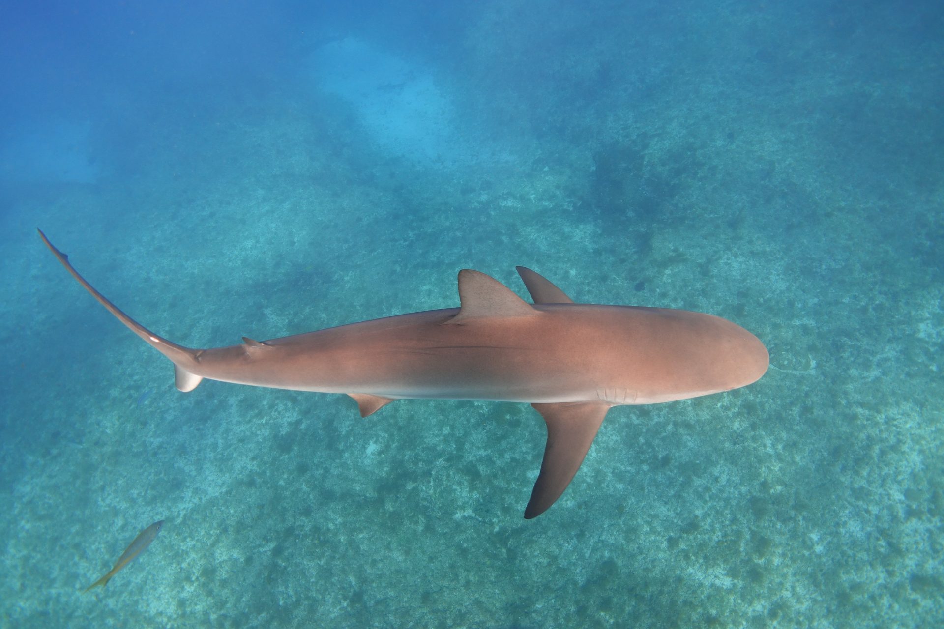 Caribbean reef shark over sand, Bimini, Bahamas